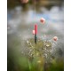 Pluta Matrix -  Carbon Margin Pole Float 0.4g